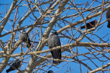 Bir karga kestane dalında oturuyor. Kış.