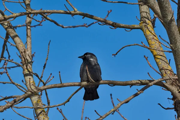 Crétin Est Assis Sur Une Branche Châtaignier Hiver — Photo