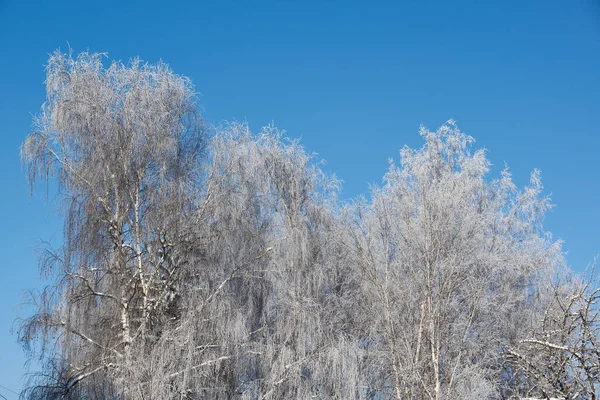 Kış büyüsü. Buzlar eridikten ve ağaçlar buzla kaplandıktan sonra..