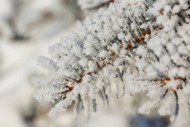 Kış büyüsü. Donmuş mavi ladin. Buzlar eridikten ve ağaçlar buzla kaplandıktan sonra..