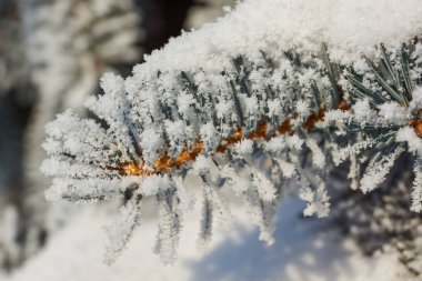 Kış büyüsü. Donmuş mavi ladin. Buzlar eridikten ve ağaçlar buzla kaplandıktan sonra..