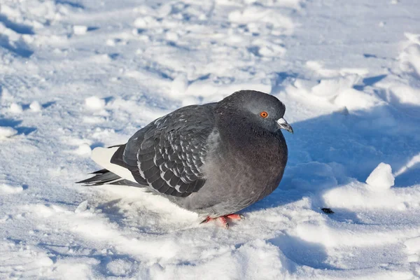 Tauben Auf Nahrungssuche Spazieren Über Den Verschneiten Stadtplatz — Stockfoto