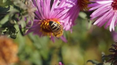 Arı (lat. Anthophila), uzun ömürlü paskalya çiçeklerinden nektar ve polen toplar. Sonbahar.