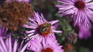 Arı (lat. Anthophila), uzun ömürlü paskalya çiçeklerinden nektar ve polen toplar. Sonbahar.