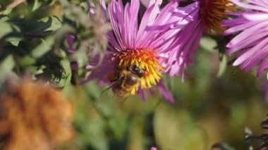Arı (lat. Anthophila), uzun ömürlü paskalya çiçeklerinden nektar ve polen toplar. Sonbahar.