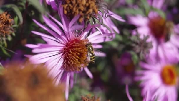 Flugan Lat Syrphus Ribesii Samlar Nektar Och Pollen Från Blommorna — Stockvideo