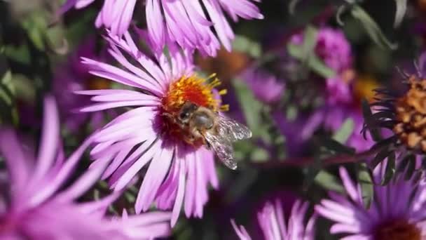 Abeja Lat Anthophila Recoge Néctar Polen Las Flores Del Astrólogo — Vídeo de stock