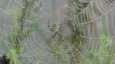 Örümcek-eşek arısı (lat. Argiope Bruennichi). Şafakta çiğ tanesinde örümcek ve örümcek ağı.