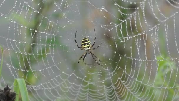 Lat Argiope Bruennichi 黎明时分 蜘蛛和蜘蛛网在浓雾中的露水中 — 图库视频影像