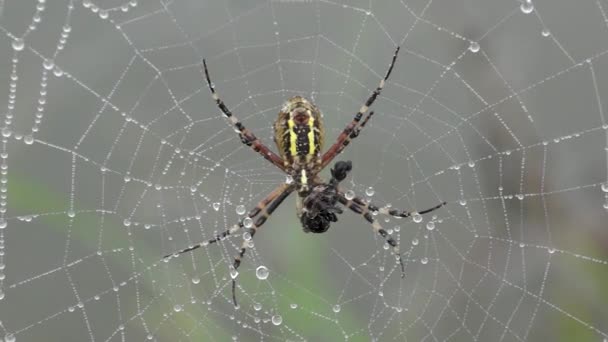 Örümcek Eşek Arısı Lat Argiope Bruennichi Şafakta Çiğ Tanesinde Örümcek — Stok video