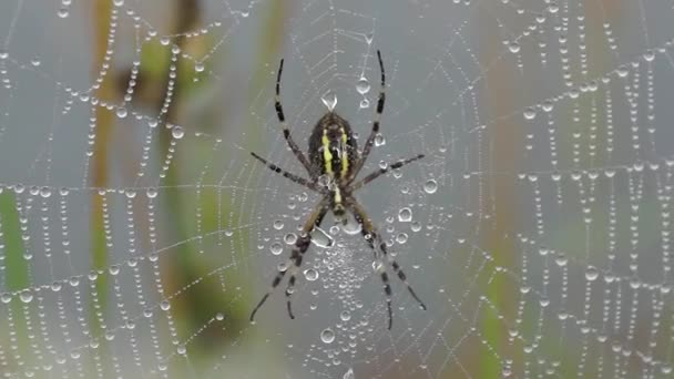 스파이더 Lat Argiope Bruennichi 새벽에 속에서 거미와 거미줄 — 비디오