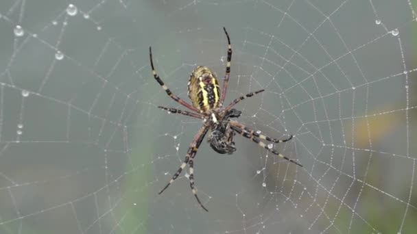 Spider Wasp Lat Argiope Bruennichi Spider Spider Web Dew Heavy — Stock Video