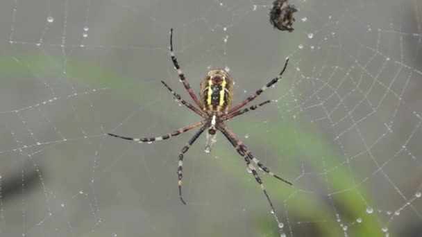 Σπάιντερ Σφήκα Argiope Bruennichi Αράχνη Και Ιστός Αράχνης Δροσιά Βαριά — Αρχείο Βίντεο