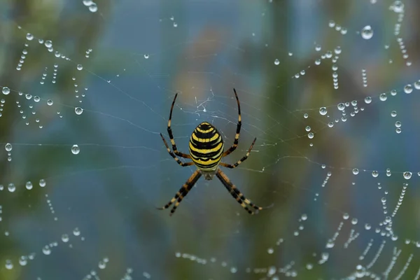 Spindelgeting Lat Argiope Bruennichi Spindelnät Och Spindelnät Dagg Kraftig Dimma — Stockfoto