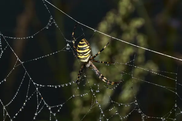 Spindelgeting Lat Argiope Bruennichi Spindelnät Och Spindelnät Dagg Kraftig Dimma — Stockfoto