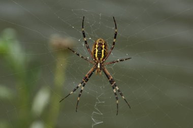 Örümcek-eşek arısı (lat. Argiope Bruennichi). Şafakta çiğ tanesinde örümcek ve örümcek ağı.