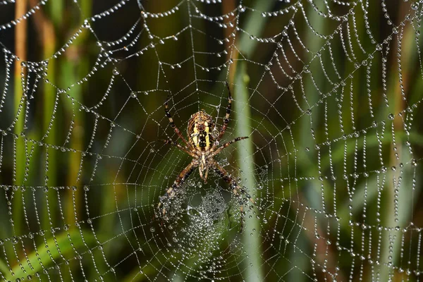Spinnenwespe Lat Argiope Bruennichi Spinnennetz Und Spinnennetz Tau Bei Dichtem — Stockfoto
