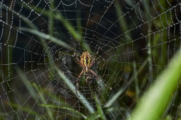 Örümcek Eşek Arısı Lat Argiope Bruennichi Şafakta Çiğ Tanesinde Örümcek — Stok fotoğraf