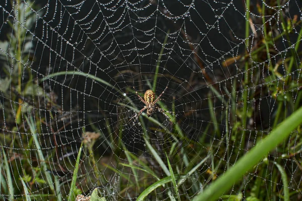 스파이더 Lat Argiope Bruennichi 새벽에 속에서 거미와 거미줄 — 스톡 사진
