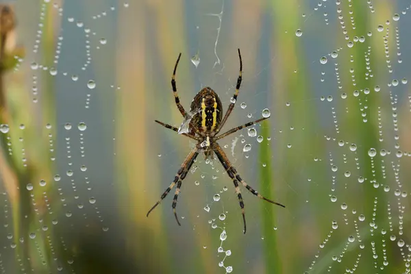 Spinnenwespe Lat Argiope Bruennichi Spinnennetz Und Spinnennetz Tau Bei Dichtem — Stockfoto