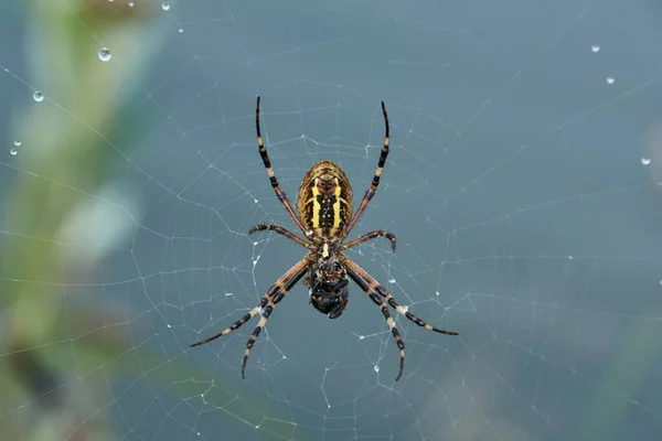 Lat Argiope Bruennichi 黎明时分 蜘蛛和蜘蛛网在浓雾中的露水中 — 图库照片