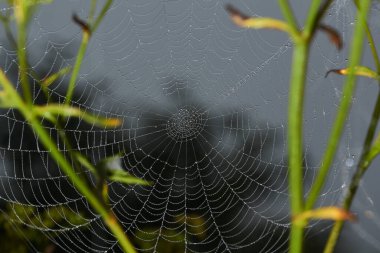 Örümcek-eşek arısı (lat. Argiope Bruennichi). Şafakta çiğ tanesinde örümcek ve örümcek ağı.