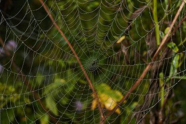 Örümcek-eşek arısı (lat. Argiope Bruennichi). Şafakta çiğ tanesinde örümcek ve örümcek ağı.