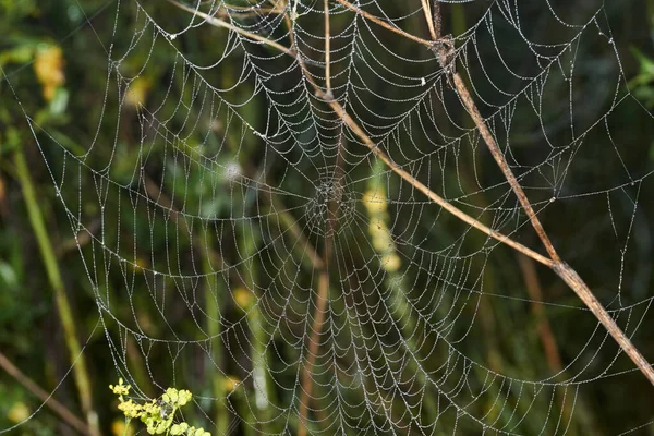 Lat Argiope Bruennichi 黎明时分 蜘蛛和蜘蛛网在浓雾中的露水中 — 图库照片