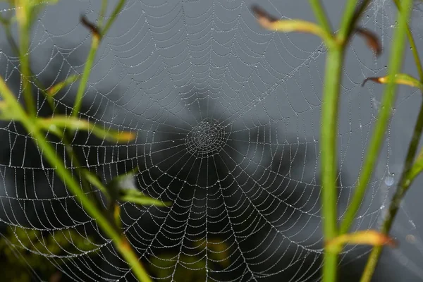 Lat Argiope Bruennichi 黎明时分 蜘蛛和蜘蛛网在浓雾中的露水中 — 图库照片