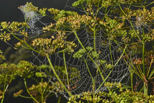 Spinnenwespe Lat Argiope Bruennichi Spinnennetz Und Spinnennetz Tau Bei Dichtem — Stockfoto