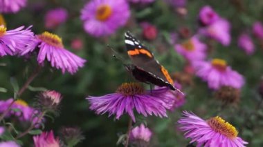 Amiral Kelebek (lat. Vanessa atalanta Nymphalide ailesinden (Nymphalidae) bir gündüz kelebeğidir..