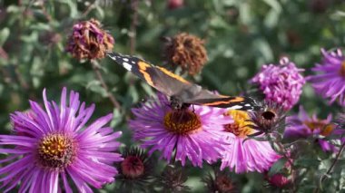 Amiral Kelebek (lat. Vanessa atalanta Nymphalide ailesinden (Nymphalidae) bir gündüz kelebeğidir..