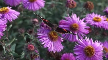 Amiral Kelebek (lat. Vanessa atalanta Nymphalide ailesinden (Nymphalidae) bir gündüz kelebeğidir..
