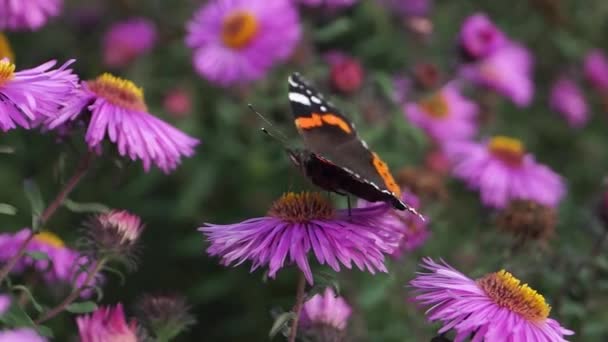 Admiral Butterfly Лат Vanessa Atalanta Дневная Бабочка Семейства Нимфалид Nymphalidae — стоковое видео