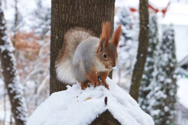 Bir sincap bir yemliğe oturur ve fındık yer. Sincaplar (Latin Sciurus), sincap familyasından bir kemirgen cinsidir..