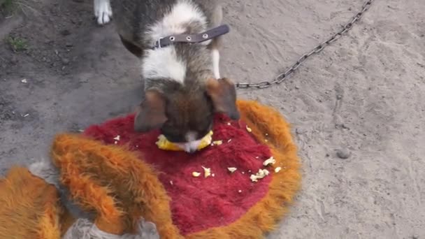 Собака Любит Вареную Кукурузу Ест Удовольствием — стоковое видео