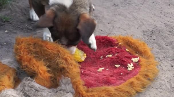 Dog Loves Boiled Corn Eats Her Pleasure — Stockvideo
