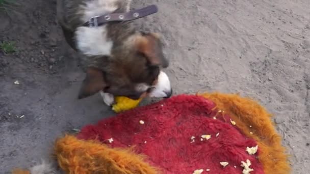 Pes Miluje Vařenou Kukuřici Potěšením — Stock video