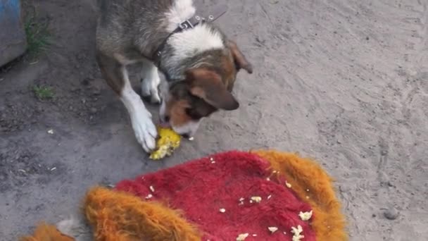 Собака Любит Вареную Кукурузу Ест Удовольствием — стоковое видео