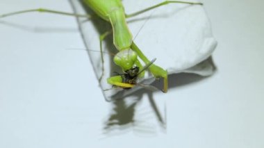 Sıradan peygamber devesi (lat. Peygamber devesi dini sinekleri yer..