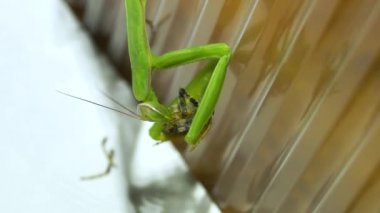 24-08-2020 Ordinary mantis (lat. Mantis religiosa) eats a spider.