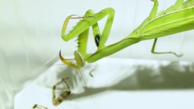 2021-08-24 _ 6 _ 2 Sıradan Peygamberdevesi (lat. Peygamber devesi dini) bir örümcek yer.