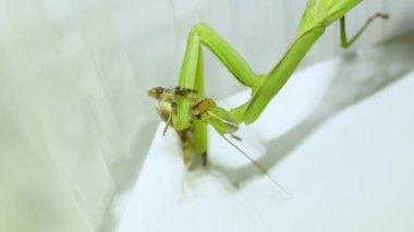 2021-08-24 _ 3 Sıradan Peygamberdevesi (lat. Peygamber devesi dini) bir örümcek yer.