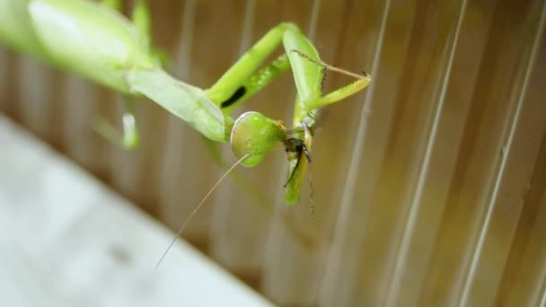 通常のカマキリ フラット マンティス宗教者 がハエを食べる — ストック動画