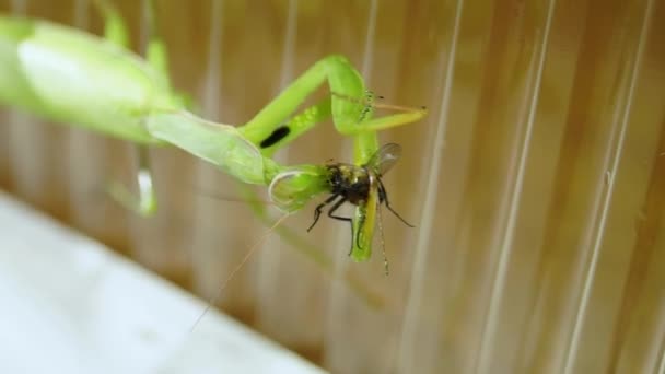 Συνηθισμένο Αλογάκι Mantis Religiosa Τρώει Μύγες — Αρχείο Βίντεο