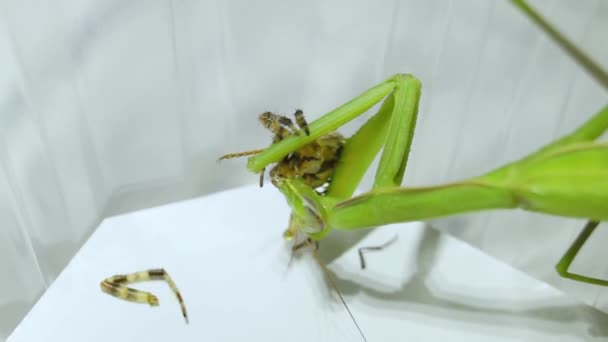 2021 Gewone Mantis Lat Mantis Religiosa Eet Een Spin — Stockvideo