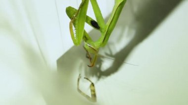 2021-08-24 _ 7 _ 2 Sıradan Peygamberdevesi (lat. Peygamber devesi dini) bir örümcek yer.