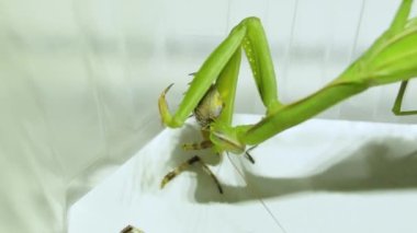 2021-08-24 _ 4 Sıradan Peygamberdevesi (lat. Peygamber devesi dini) bir örümcek yer.