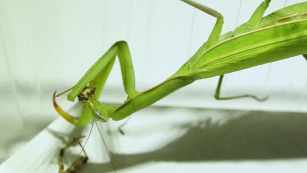 2021 Mante Ordinaire Lat Mantis Religiosa Mange Une Araignée — Video