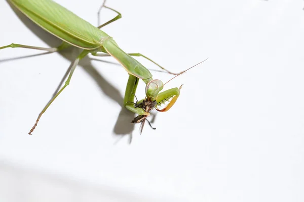 Mantis Ordinário Lat Mantis Religiosa Come Uma Mosca — Fotografia de Stock